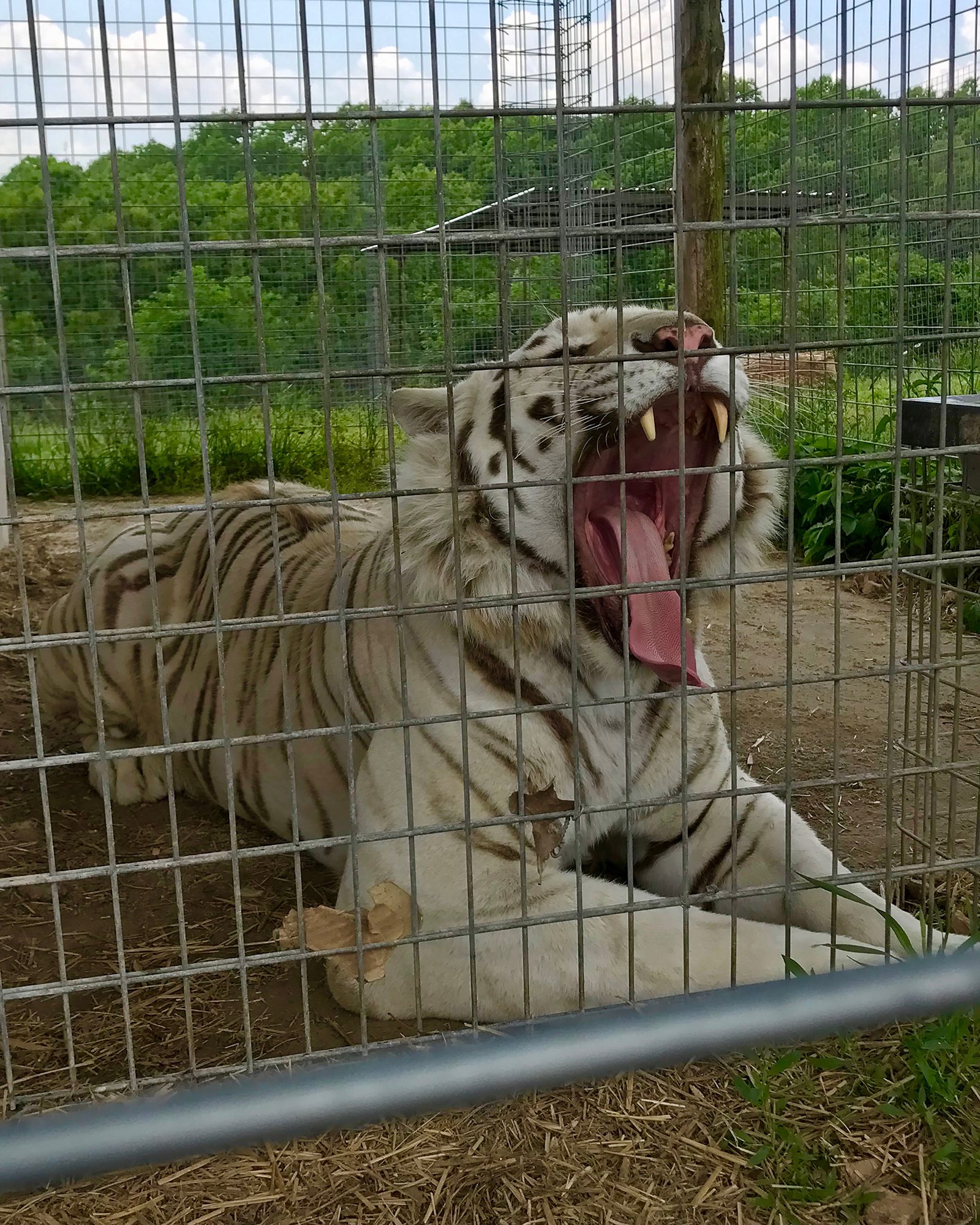 Olivet students_Crystal Sauder_National Tiger Sanctuary_internship_zoology_tiger_Web.jpg