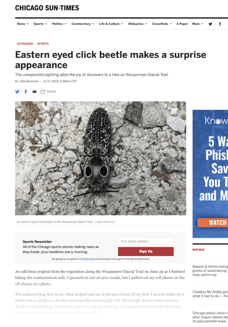 screenshot of eastern eyed click beetle article