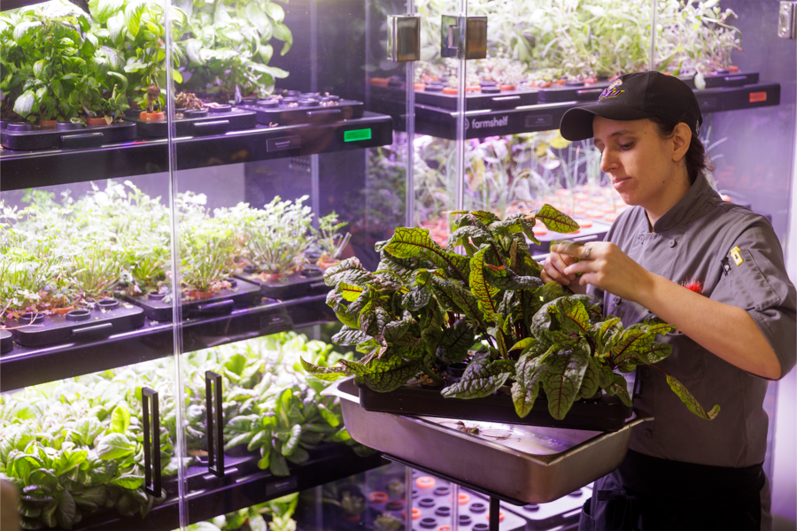 Ludwig worker watering in-house grown greens