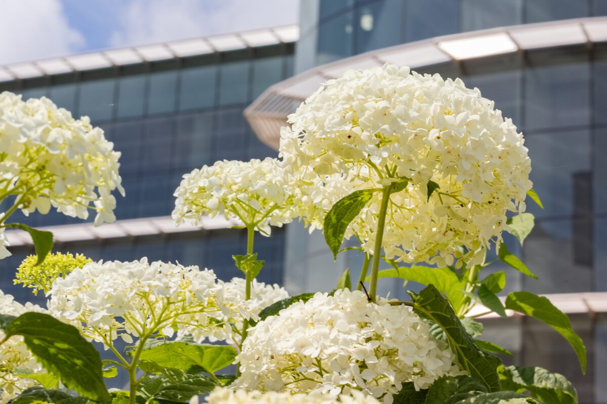 Detail photo of florals in front of Perry Center