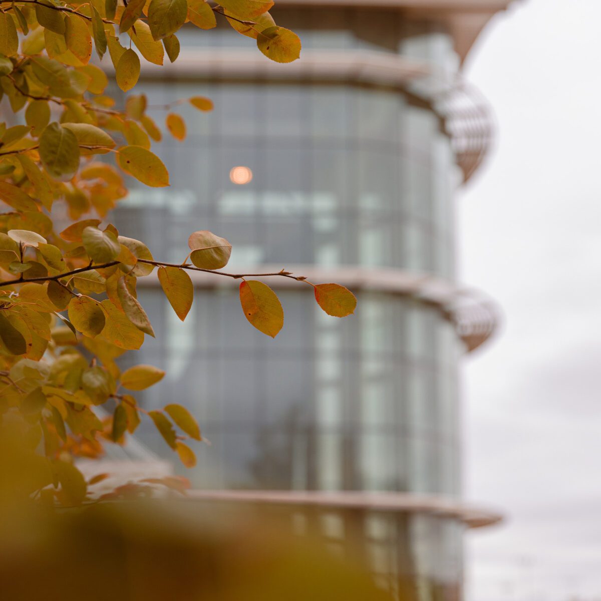 Detail photo of Perry through Autumn leaves