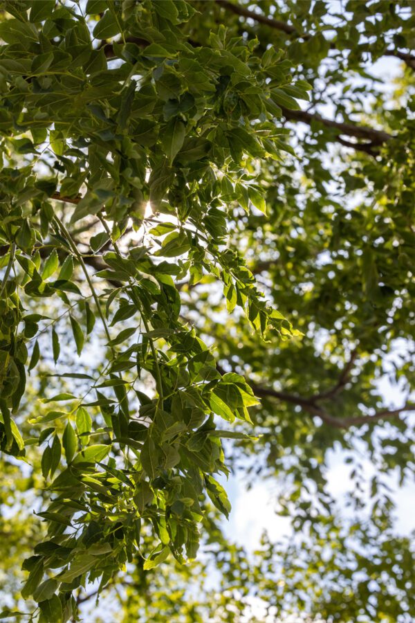 Image of sun rays through tree leaves