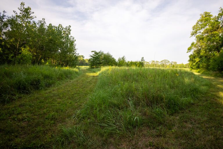 grass and trees